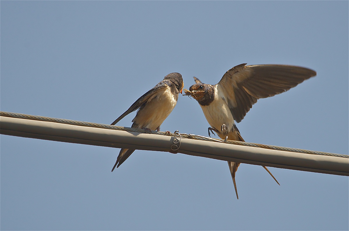 Mangia, mangia bell'e mammà - rondini