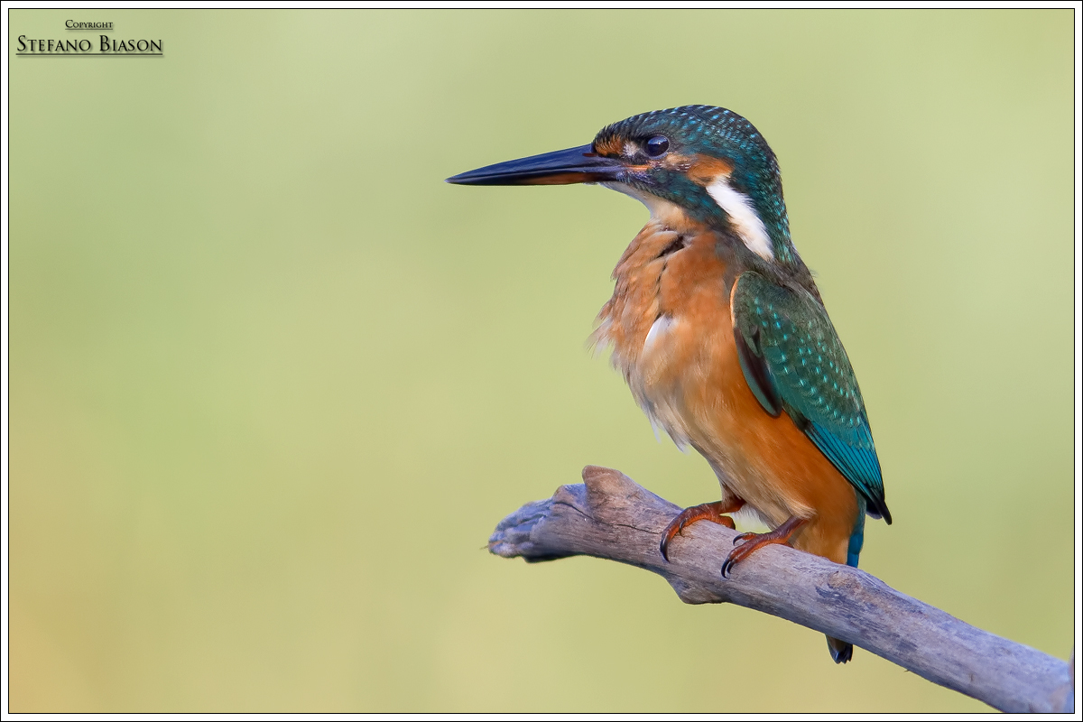kingfisher