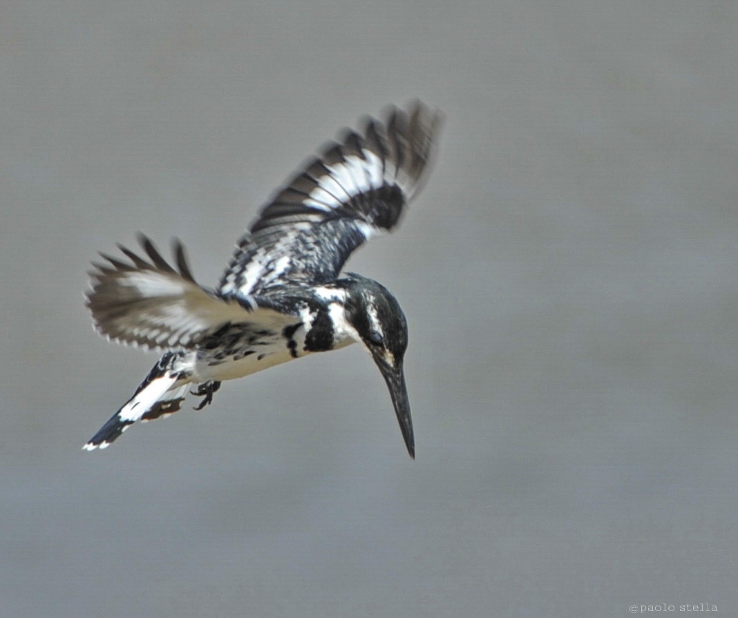 Pied Kingfisher