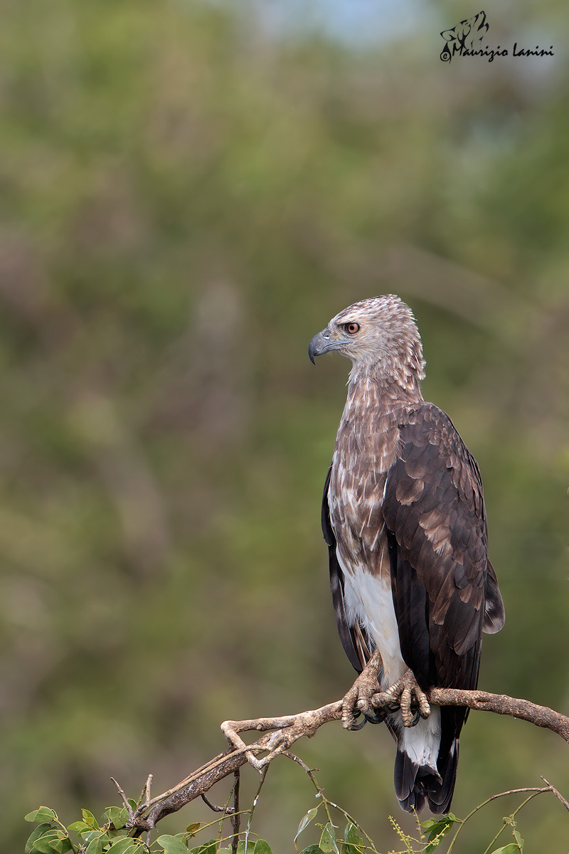 Young sea eagle