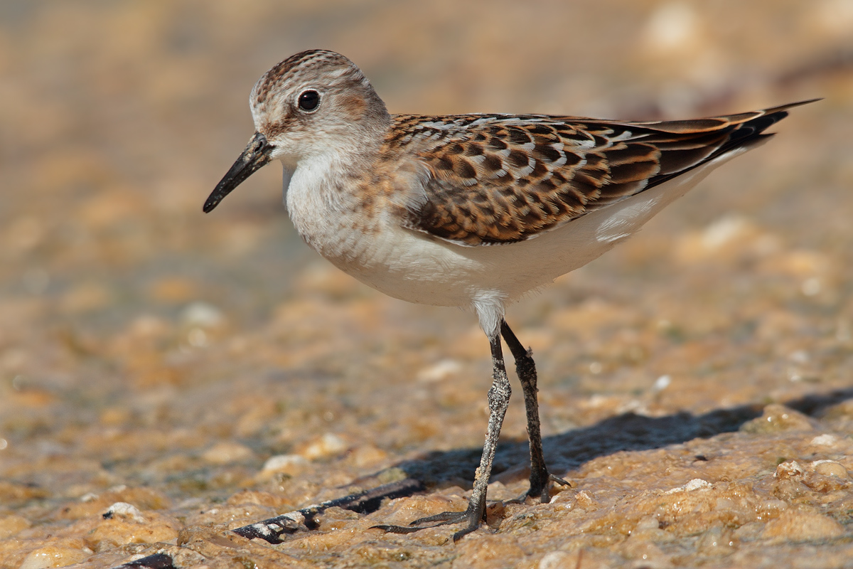 Little Stint