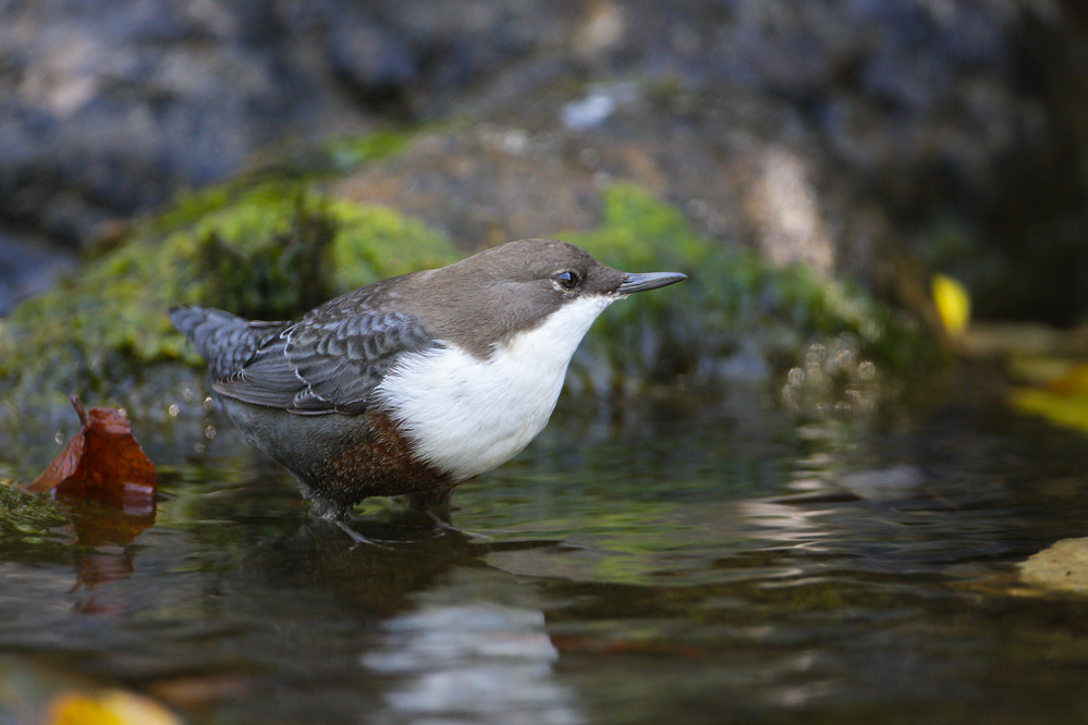 Dipper