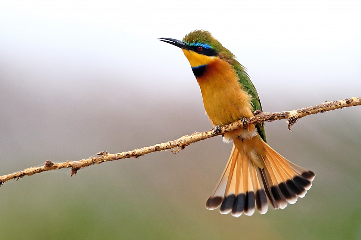 Merops pusillus cyanostictus (Gruccione minore)
