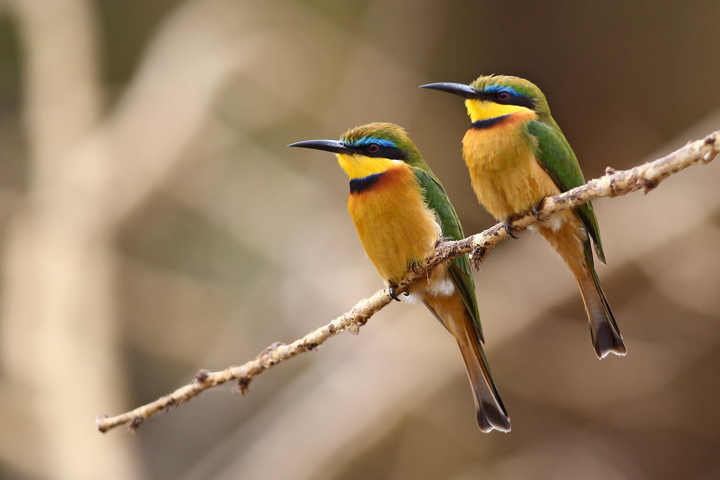 Merops pusillus cyanostictus (Gruccioni minori)