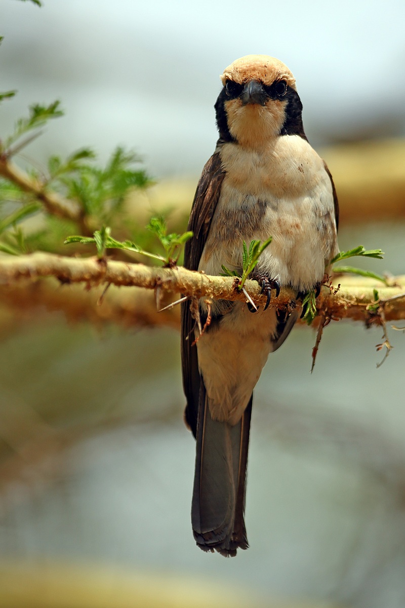 Non identificata (Fiscal?)