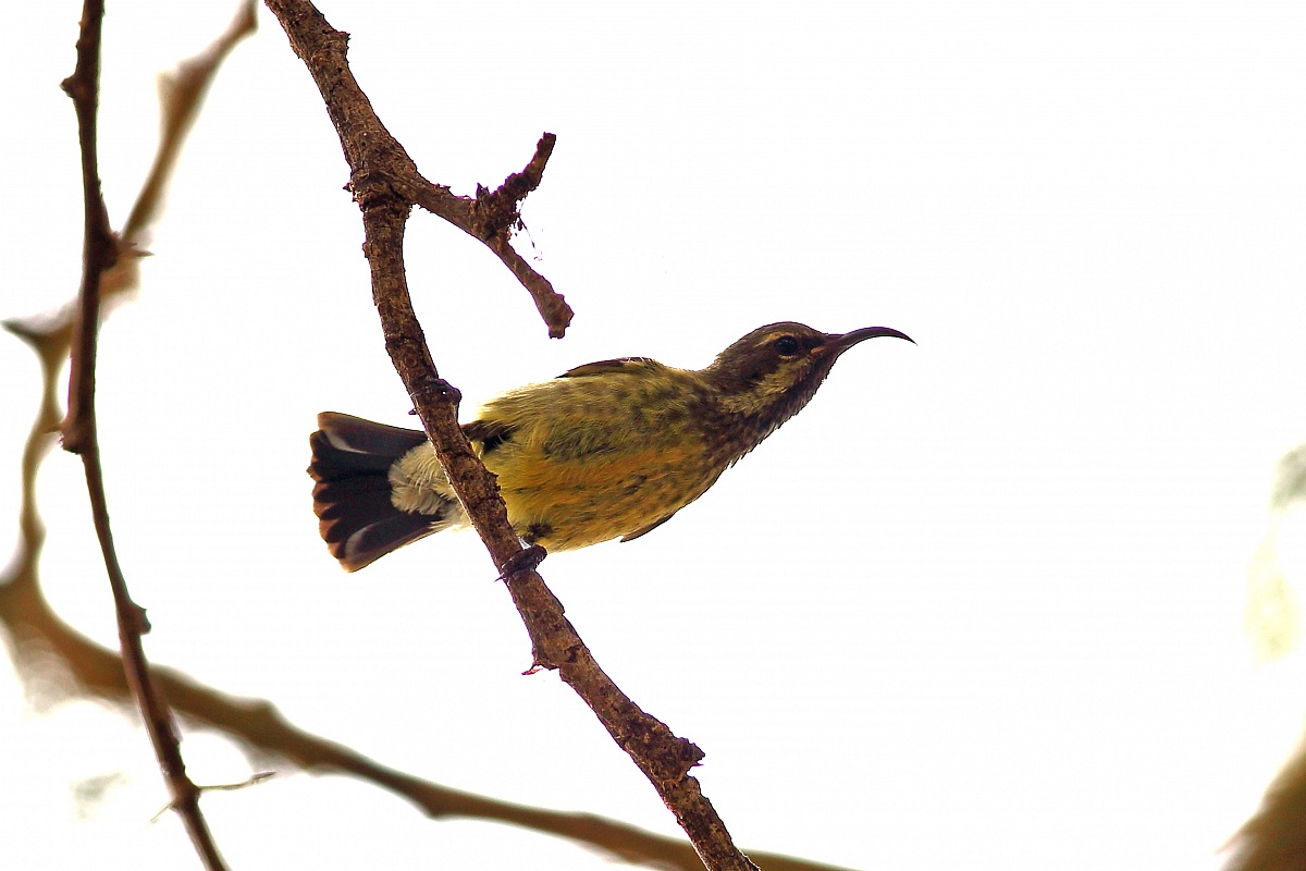 Nectarina mariquensis suahelica