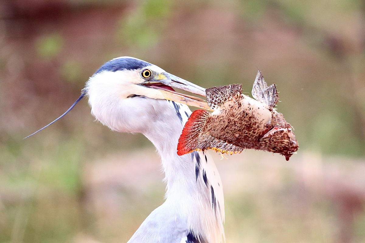 Airone cinerino con preda