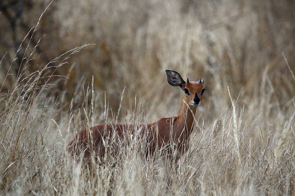 Giovane bushbuck