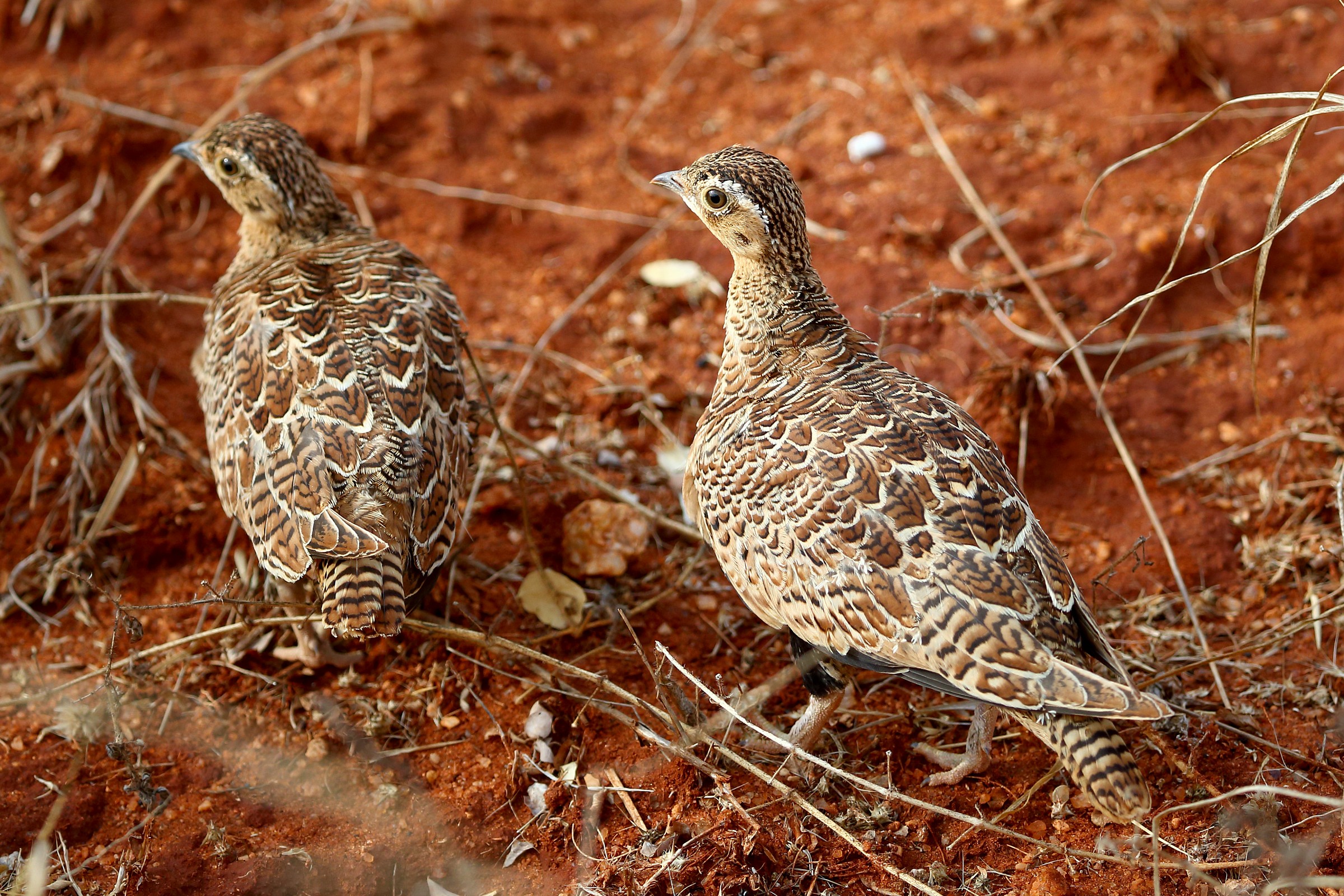 Coturnix erlangeri (Quaglia)