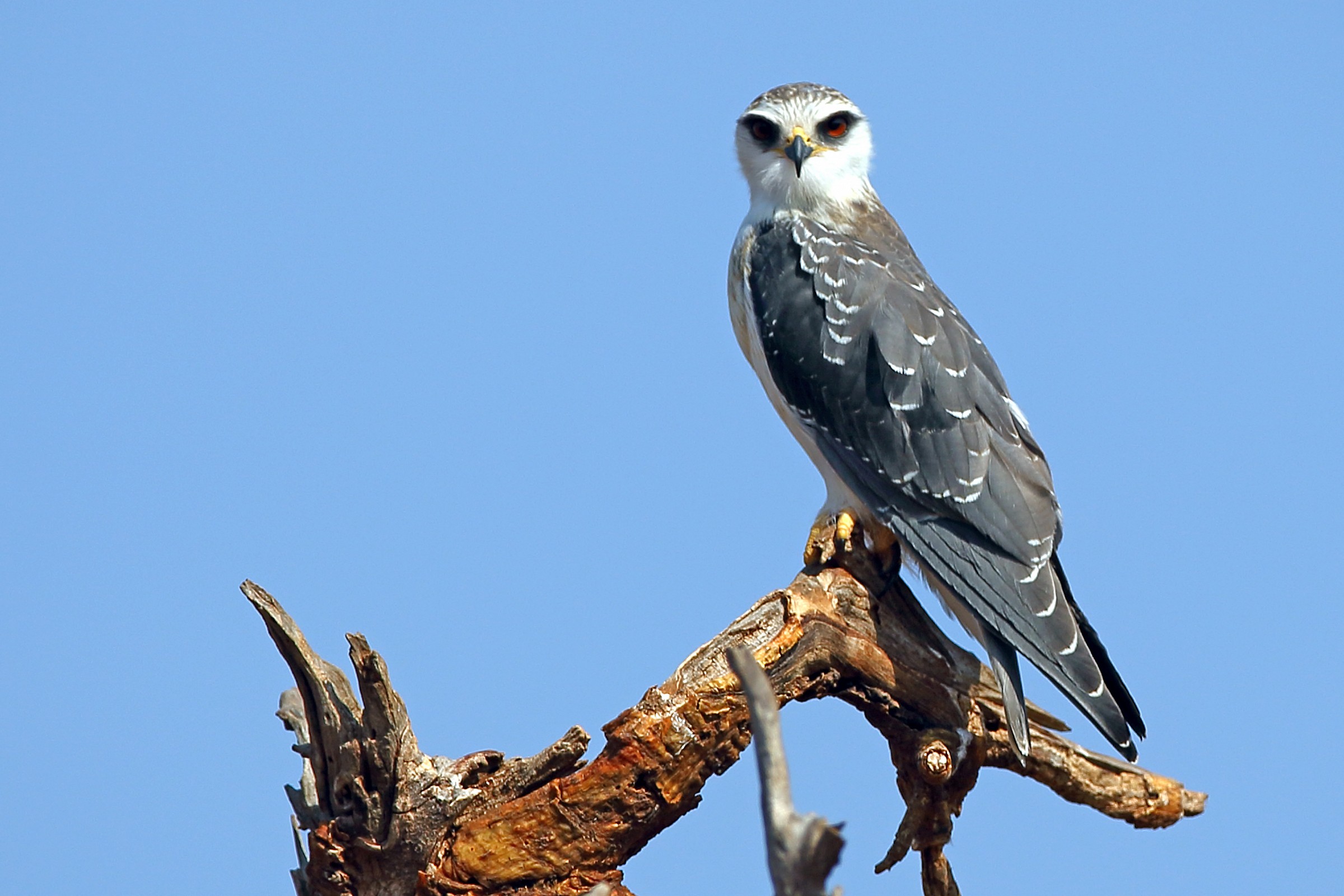 Elanus caeruleus (Nibbio bianco)