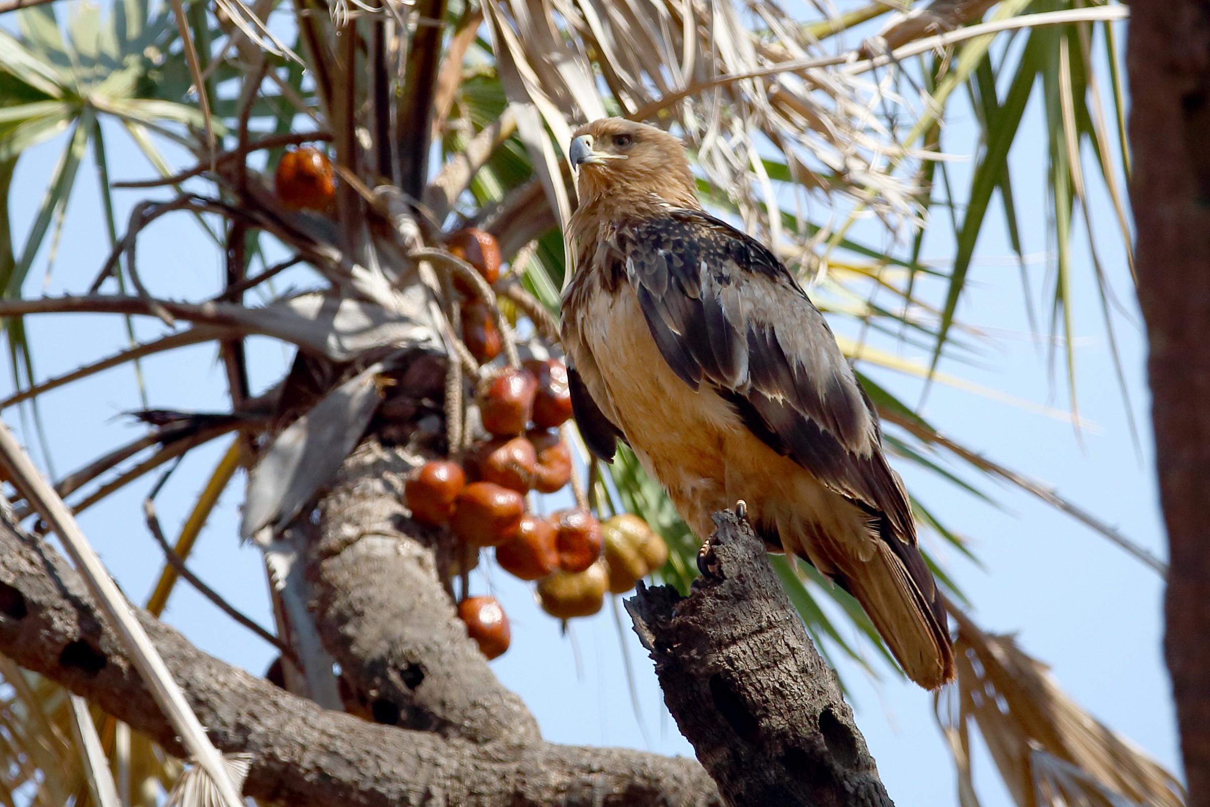Hieraaetus spilogaster (Aquila del Bonelli)