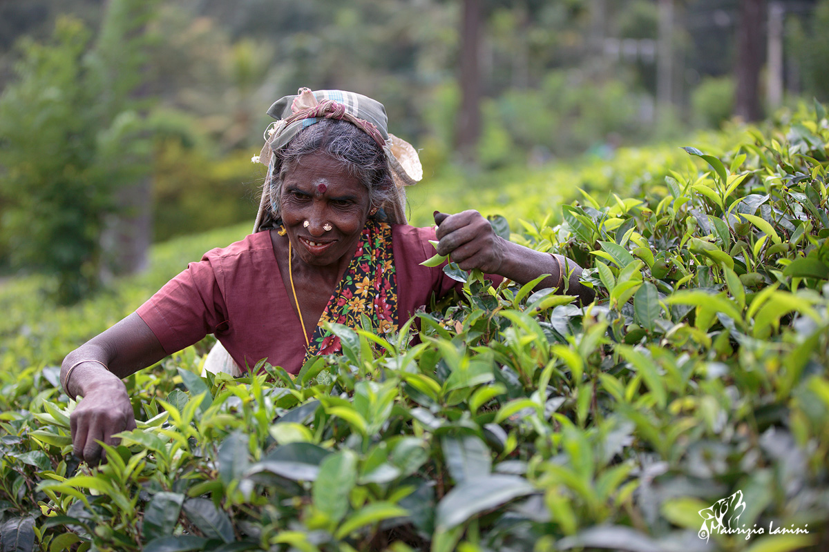 Raccoglitrice di thè