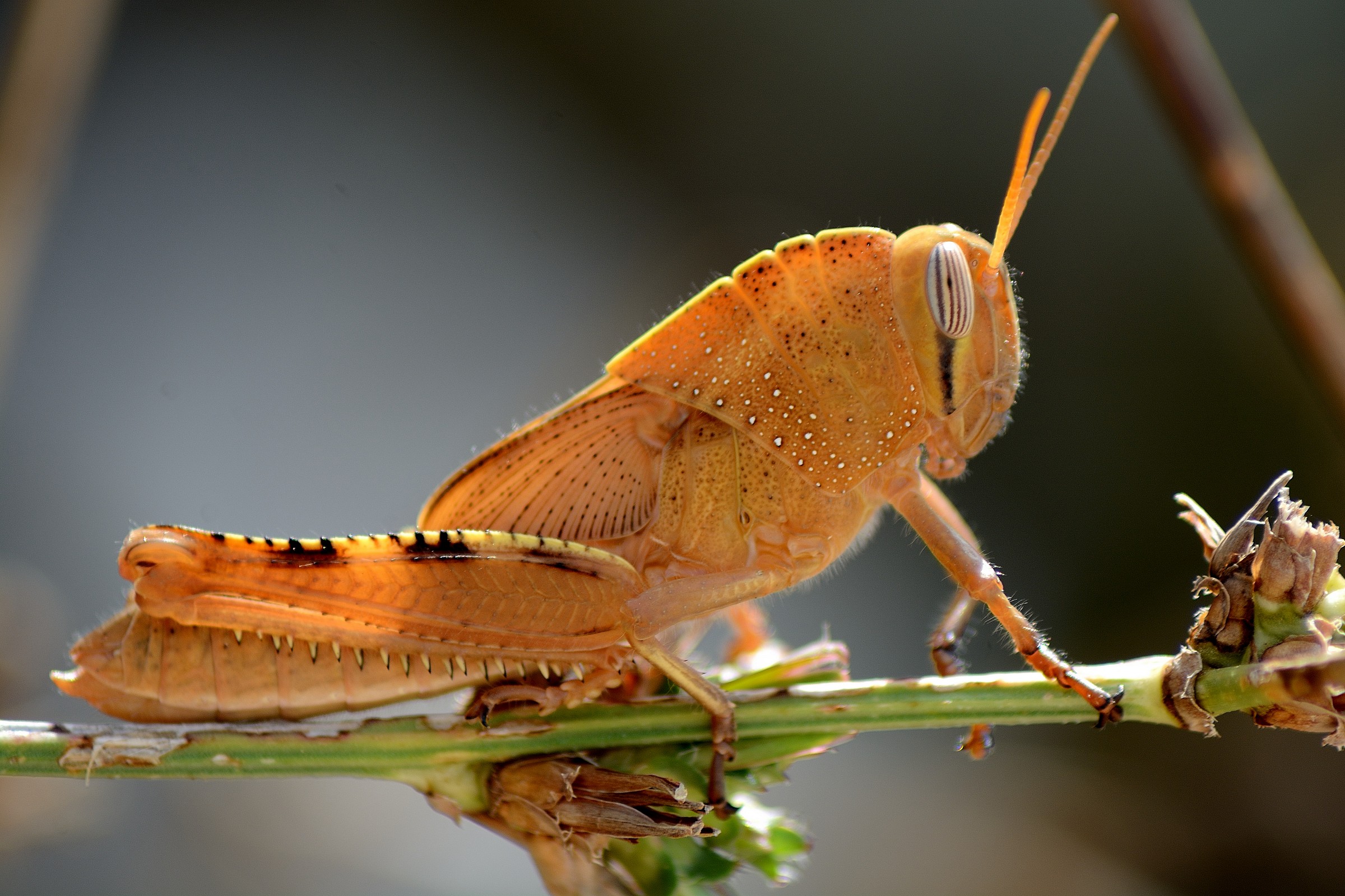 Locust