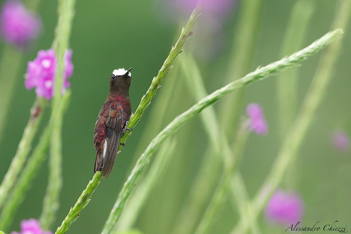 Colibri crown of snow