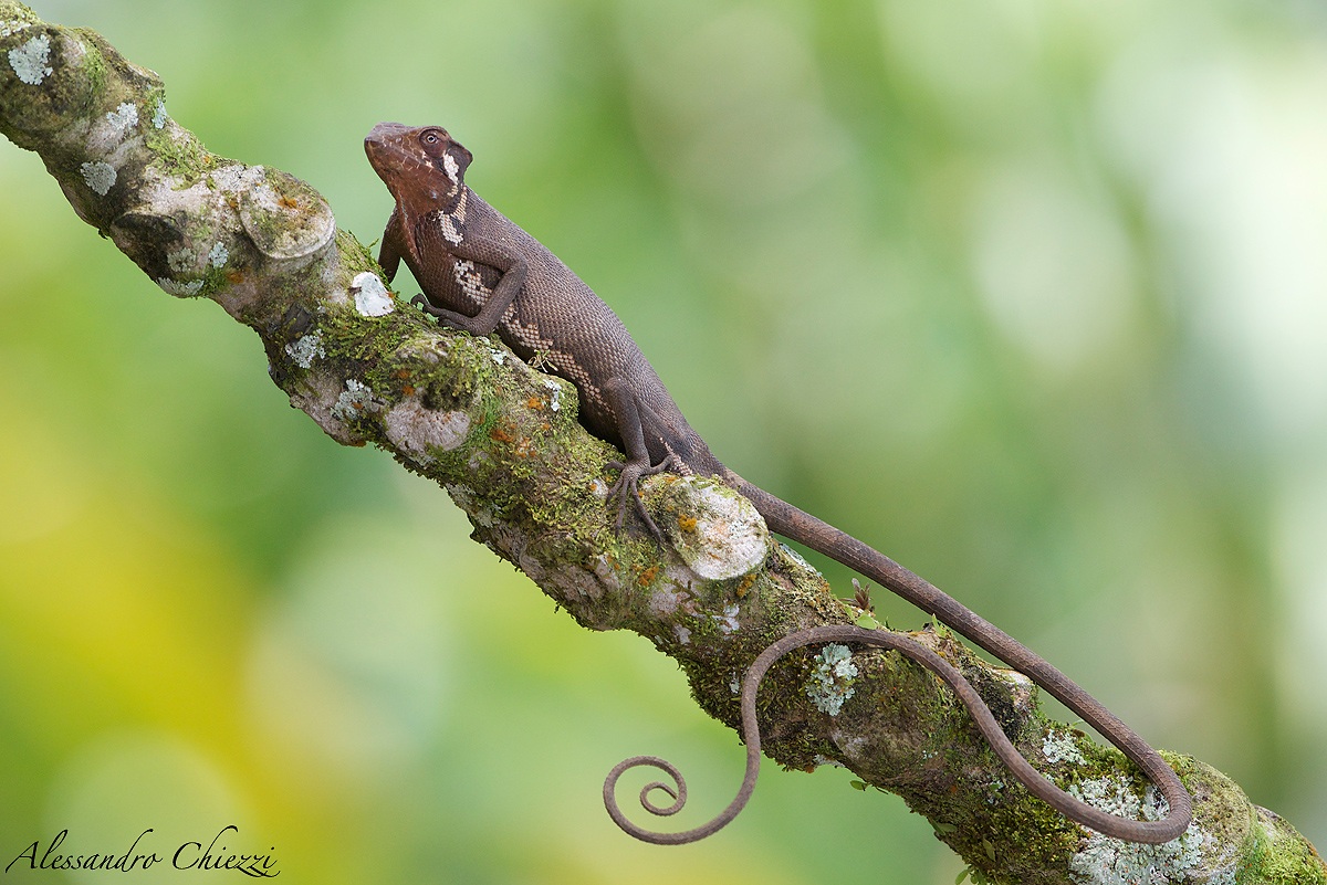 Canopy lizard