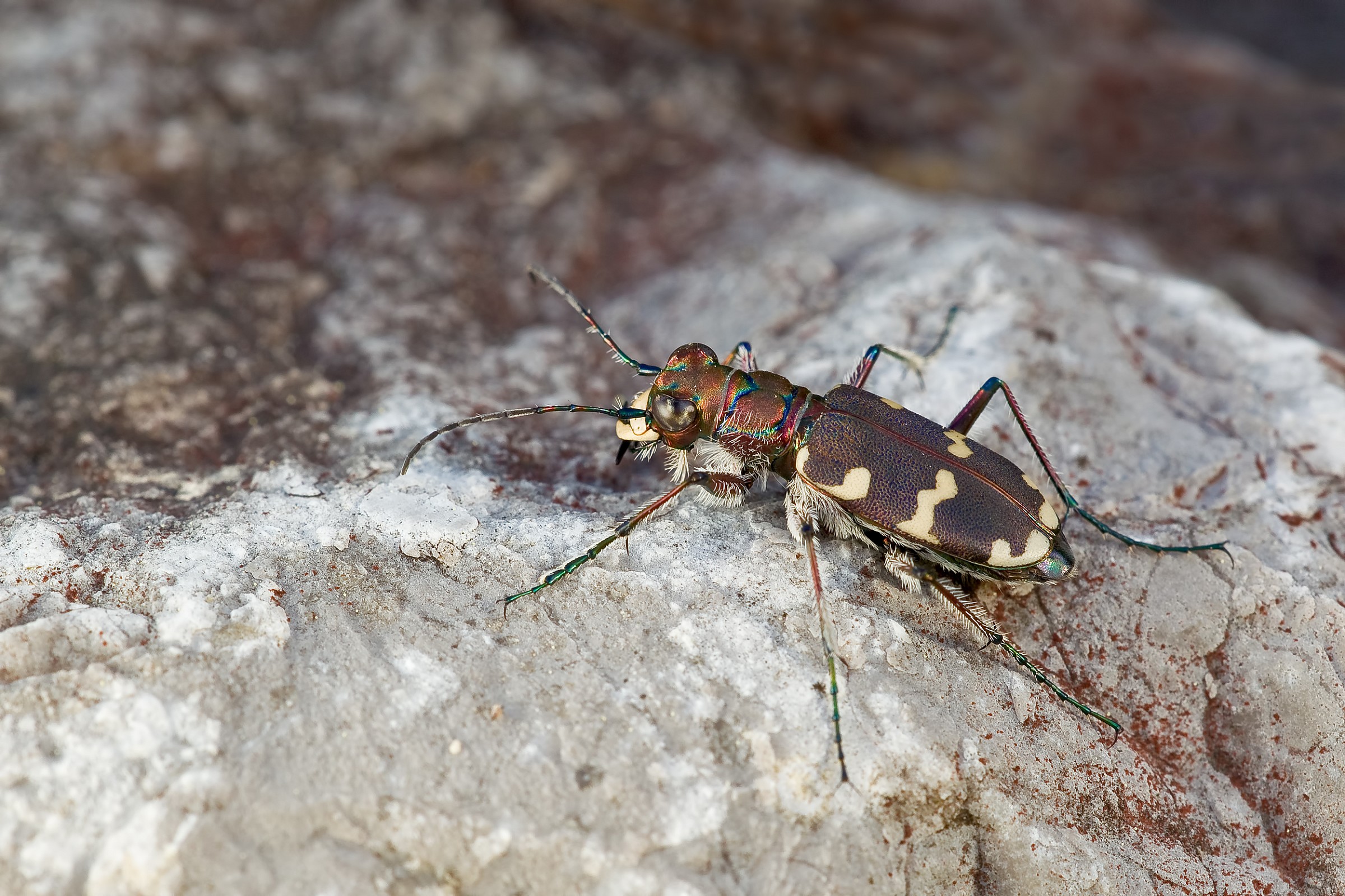 cicindela hibrida