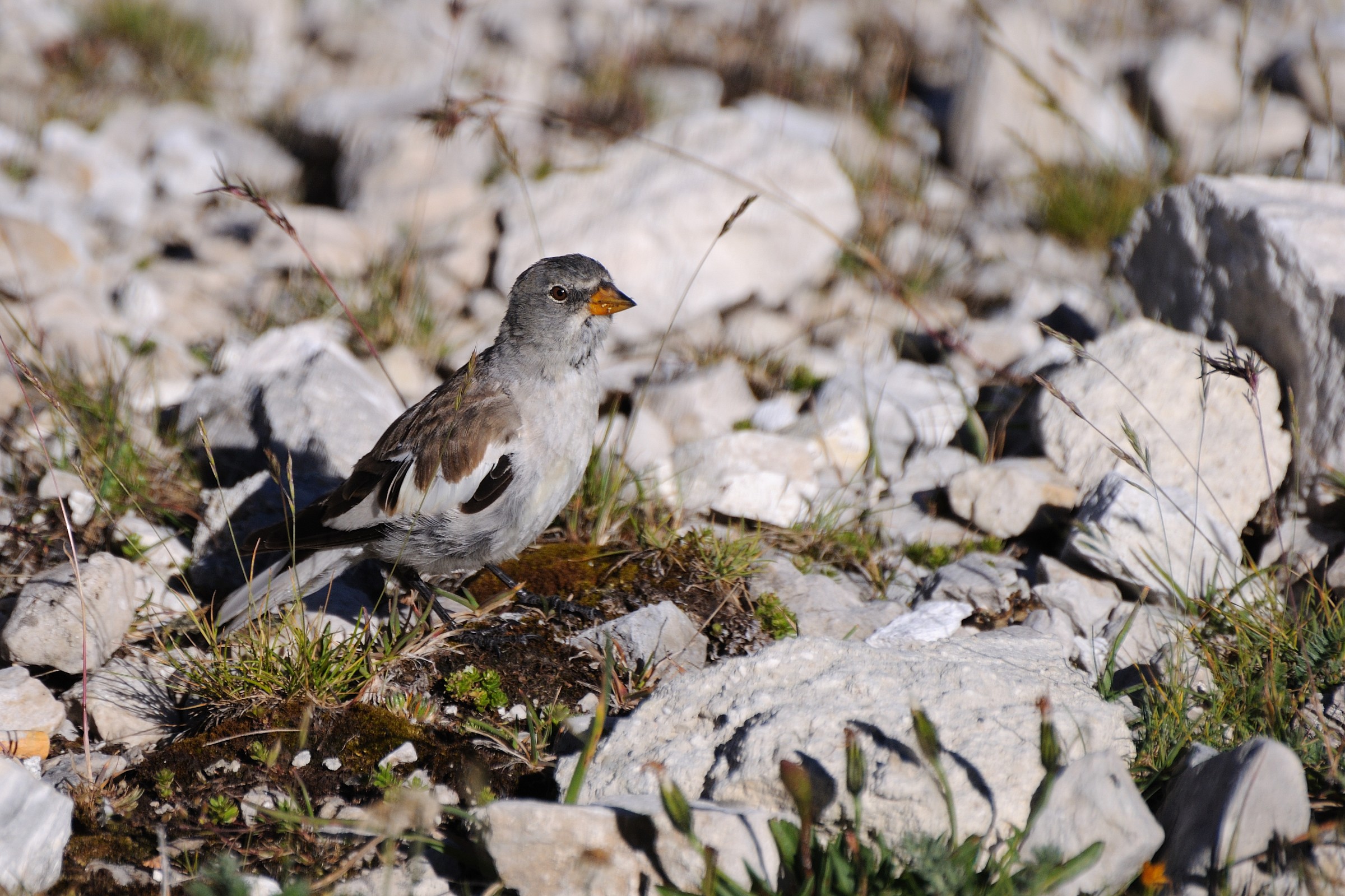 Montifringilla nivalis