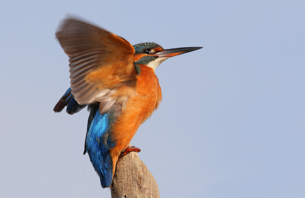 kingfisher