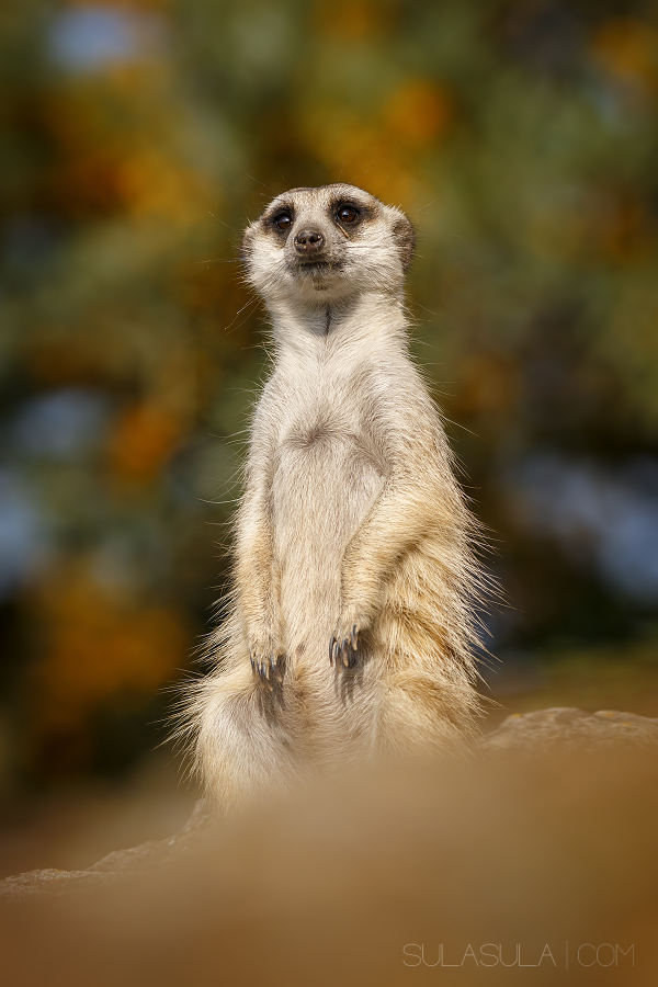 Canon EOS 70D in ZOO