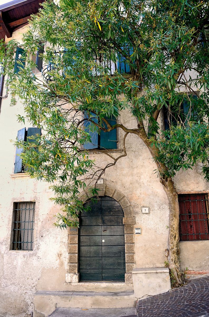 Un albero un po' invadente