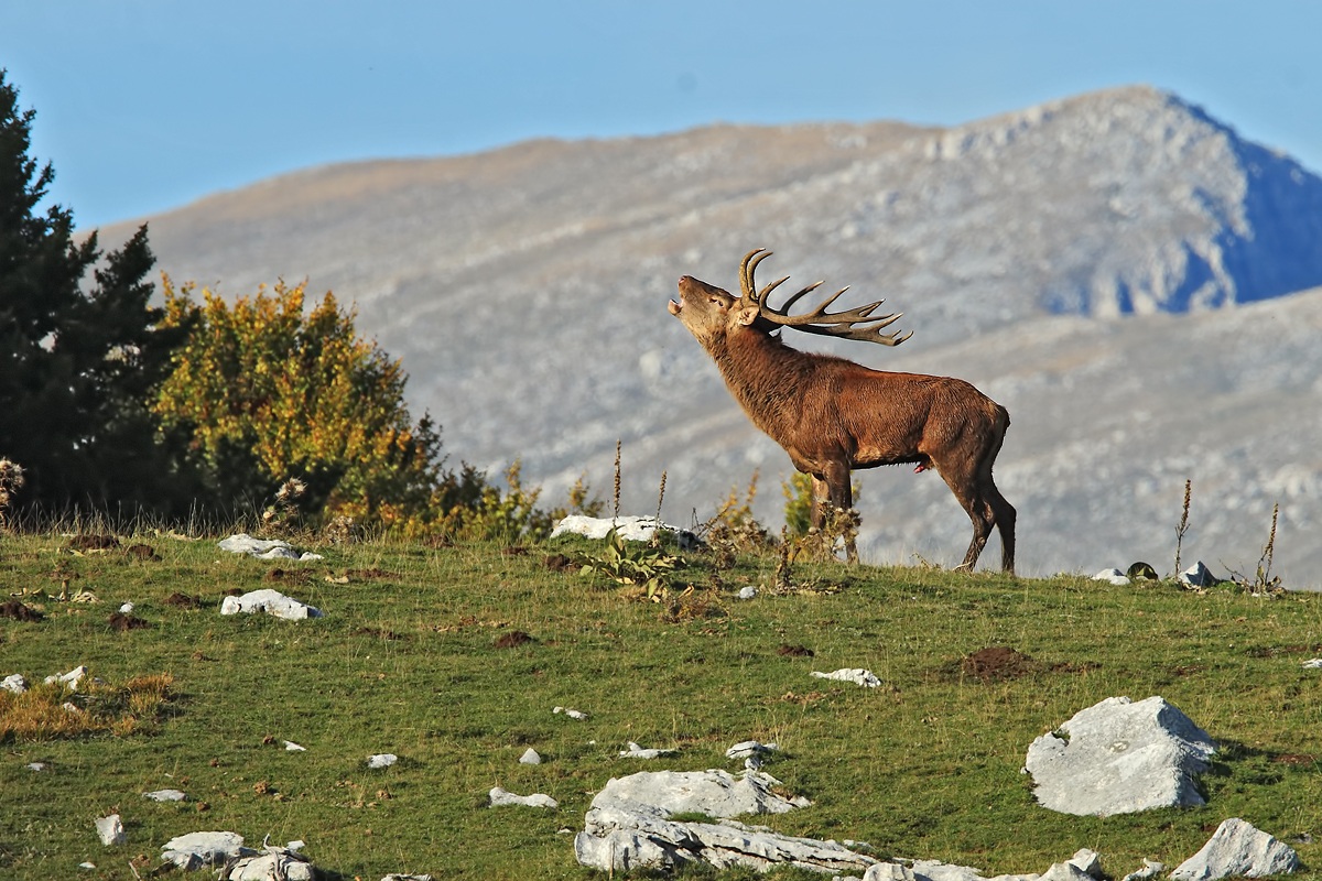 Bramito di Cervo al tramonto