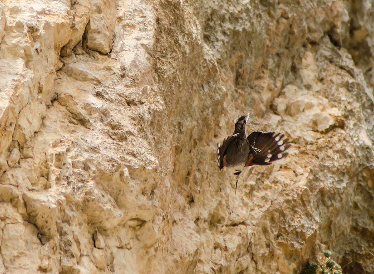 picchio muraiolo in picchiata