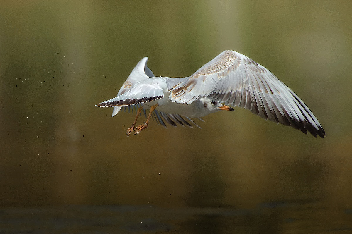 The Flight ... (Gull)