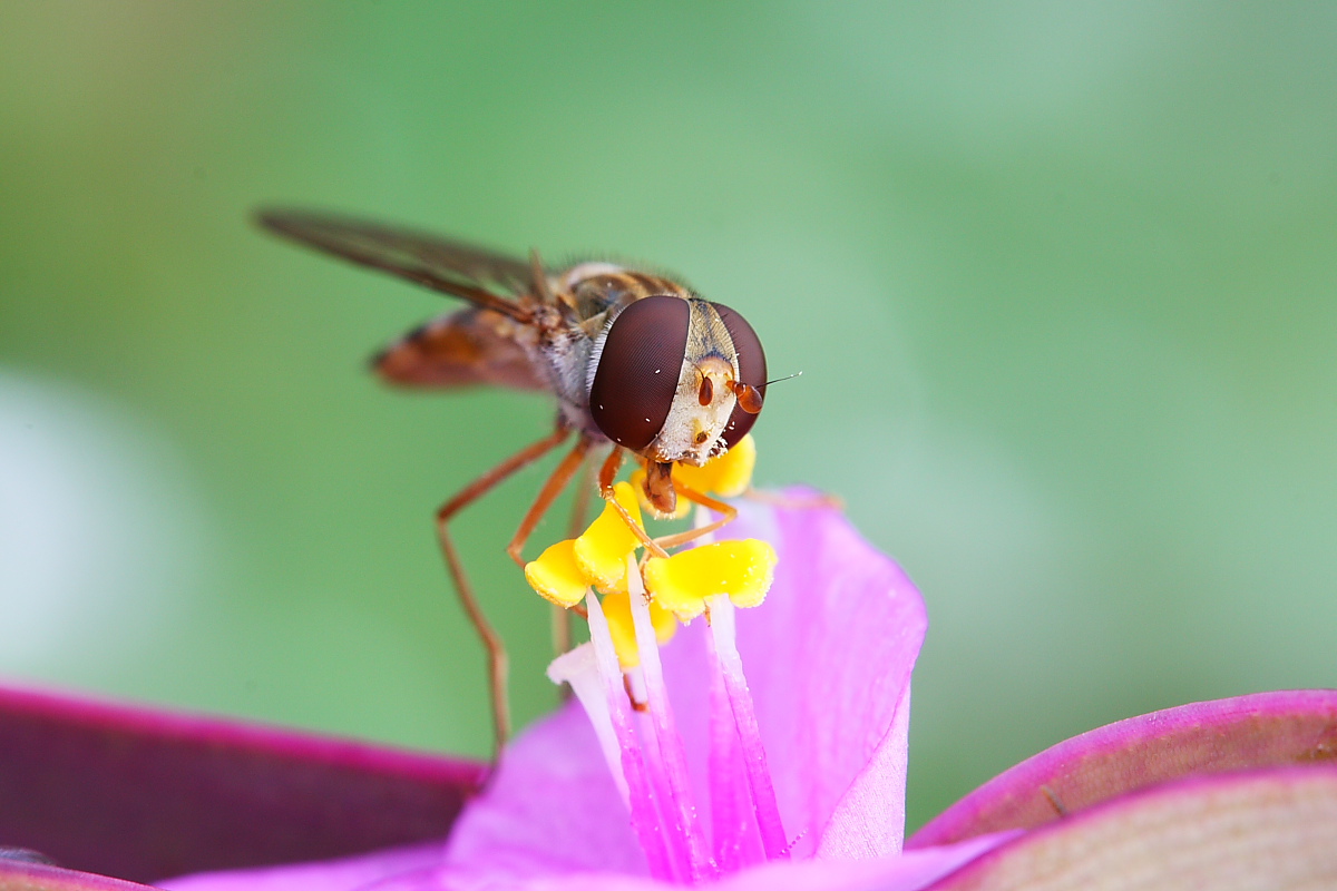 Episyrphus balteatus (Syrphidae