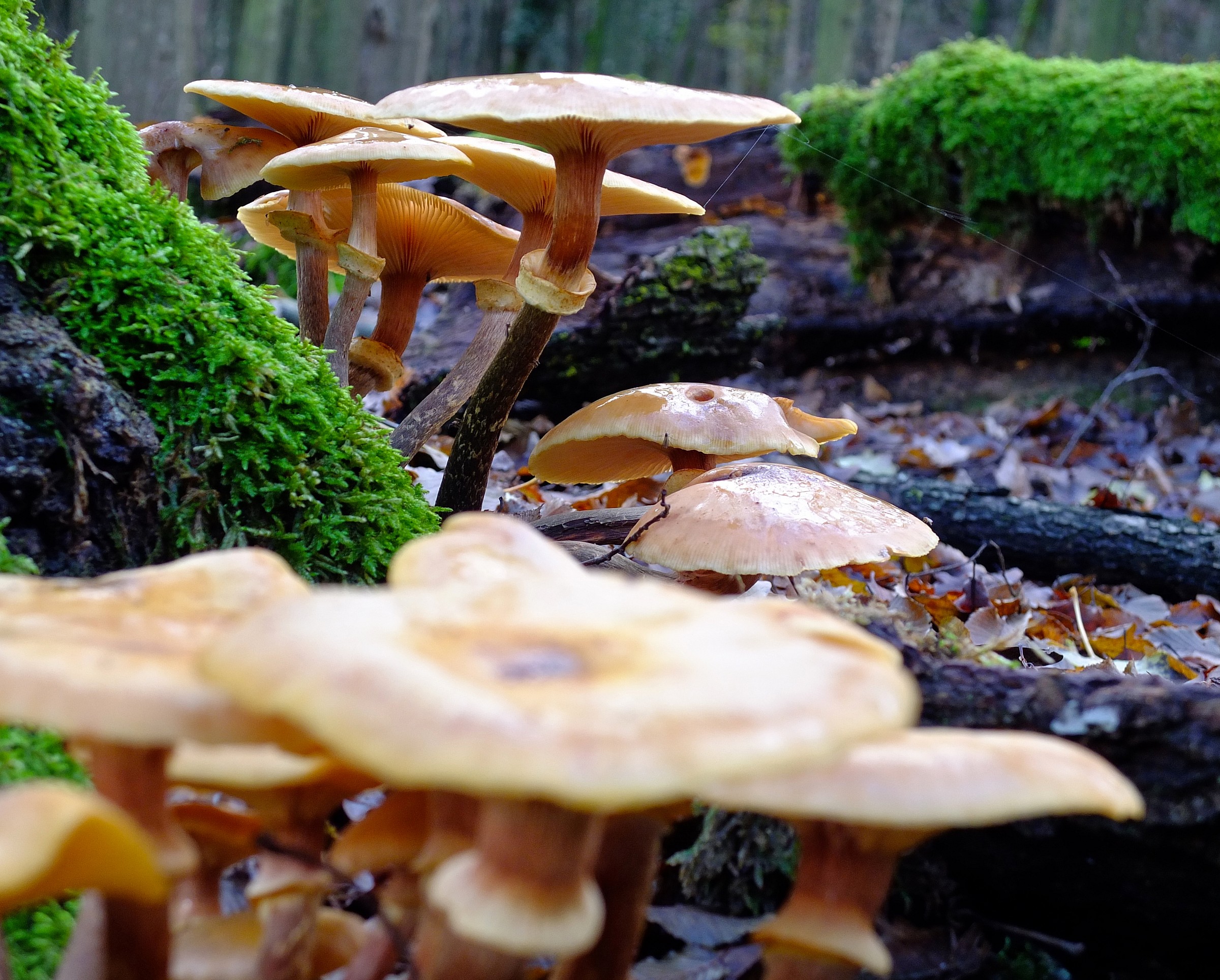 Boscone della Mesola