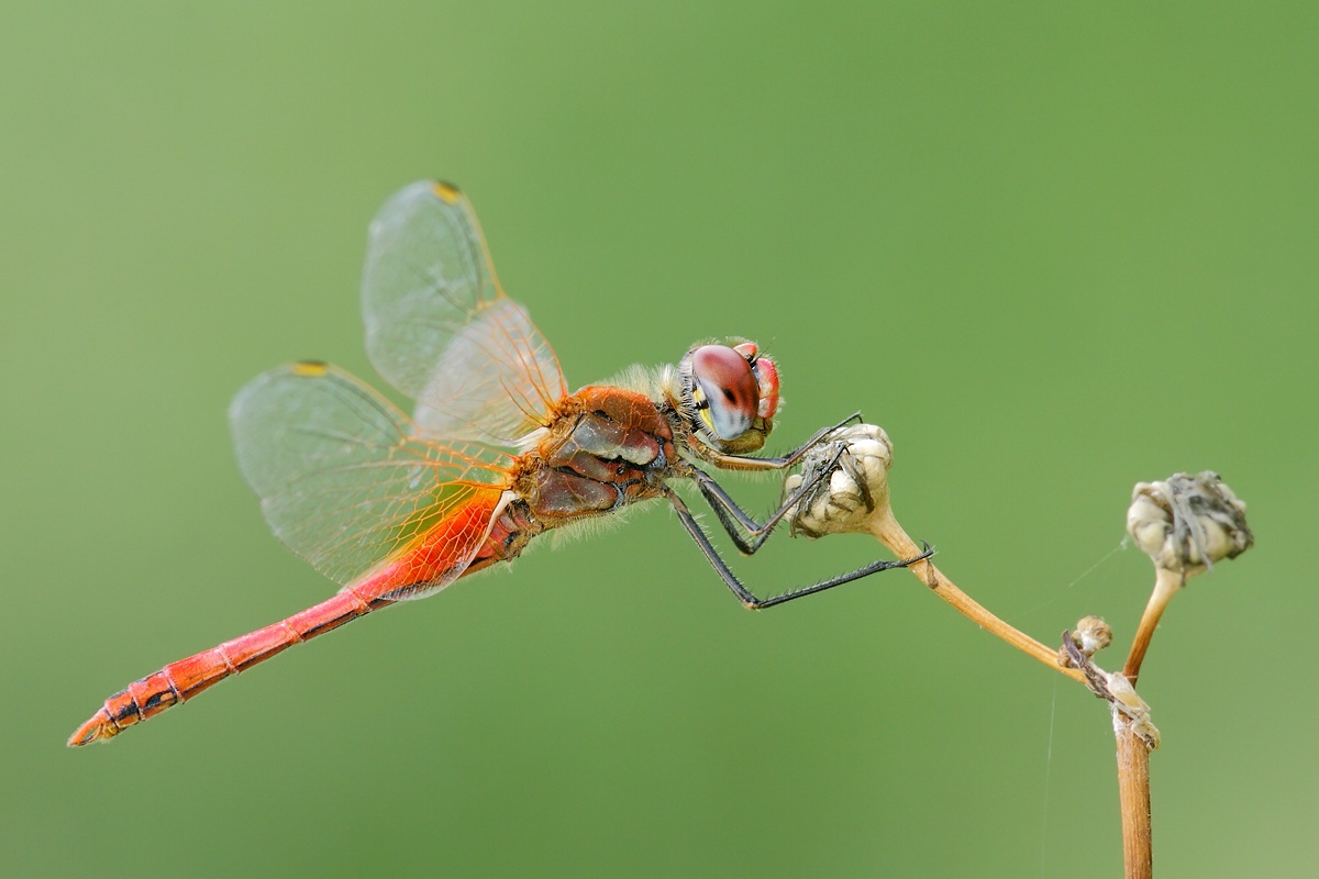 Simply Red to the dock