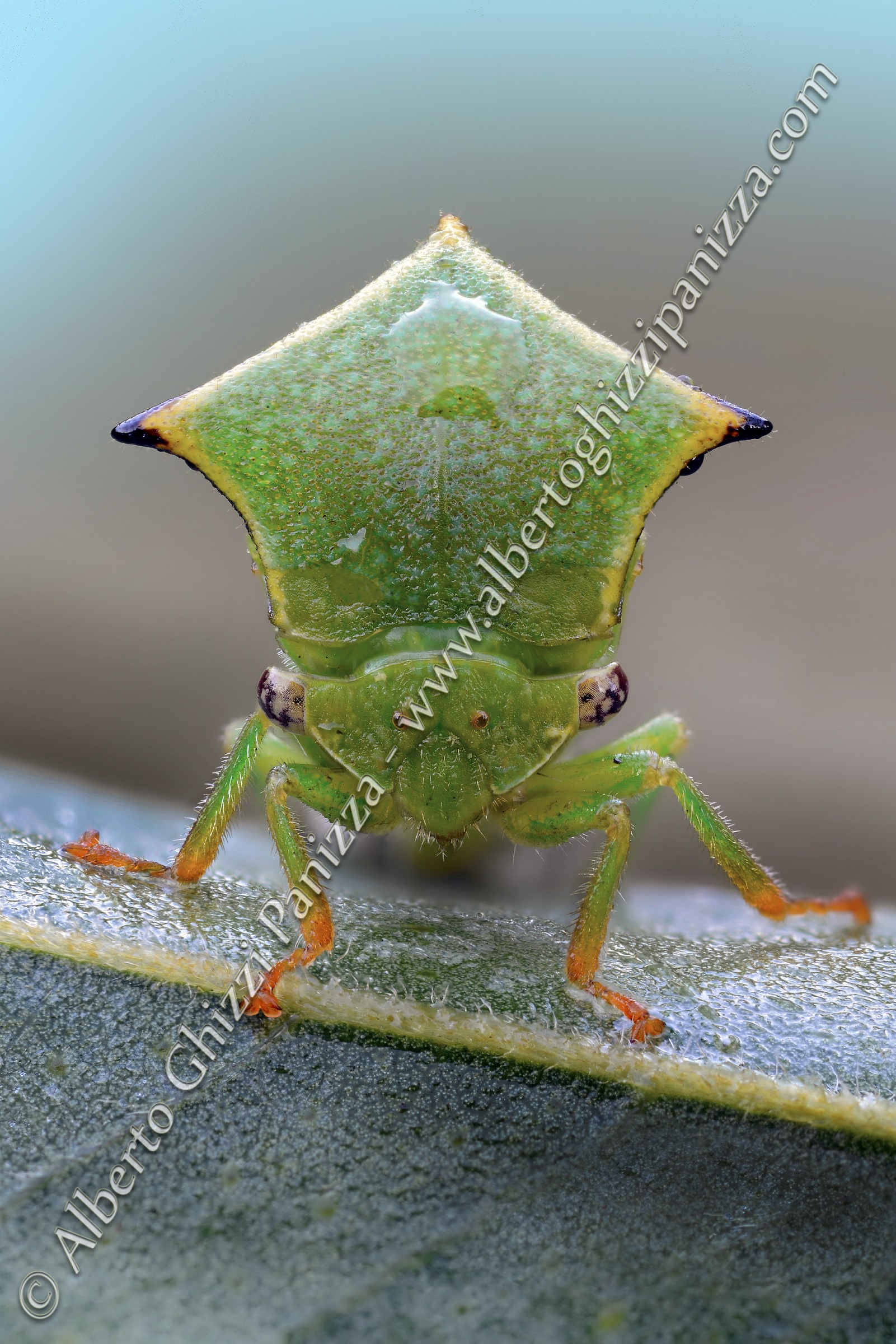 Sono un gran testone