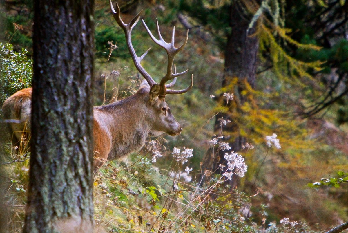 deer during rut