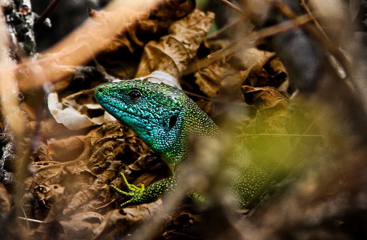 he and his beautiful colors