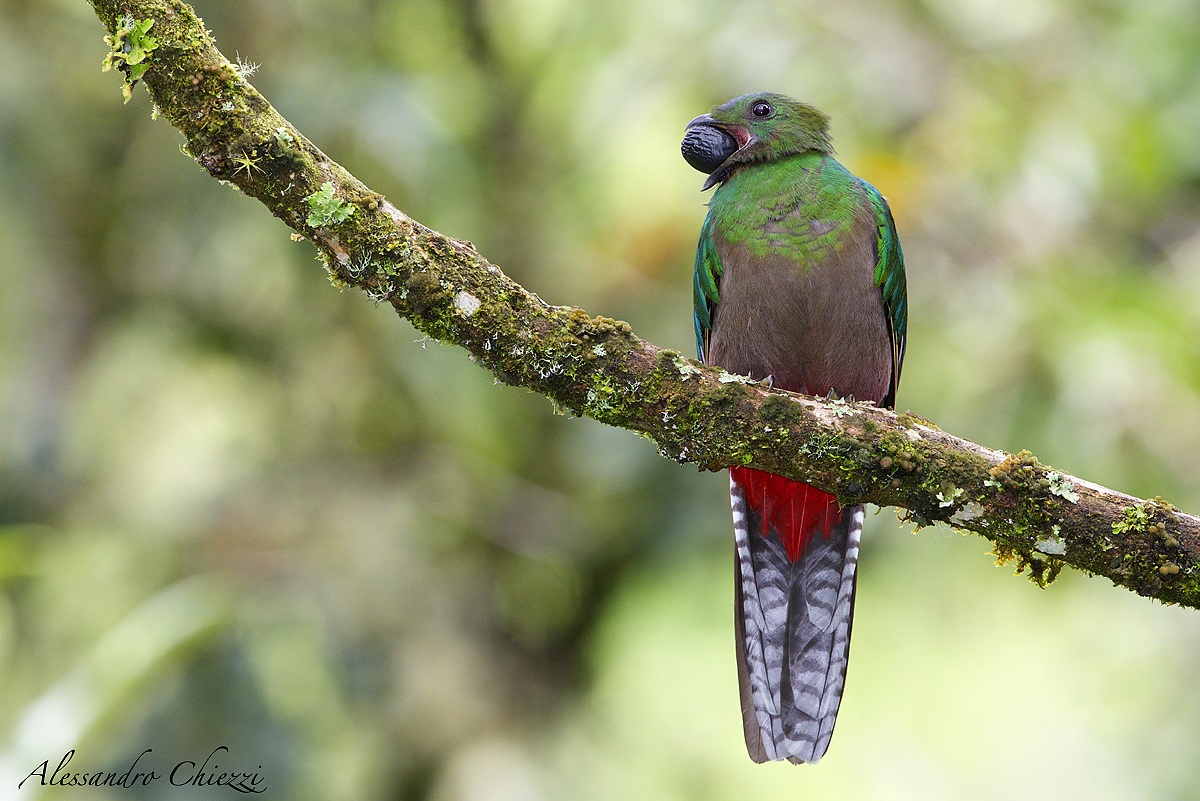 Resplendent quetzal (female)