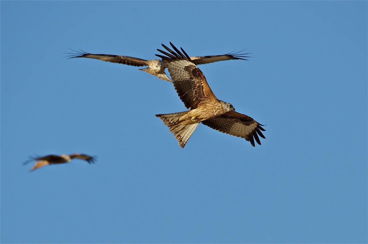 Crossings - Red Kite