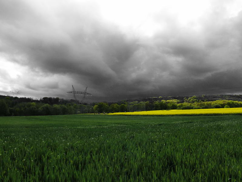 Champ de blé sous l'orage