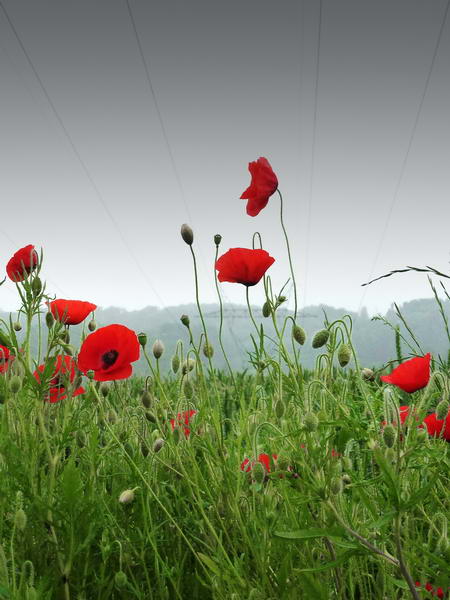 Coquelicots