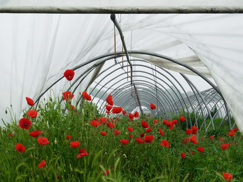 Coquelicots en serre