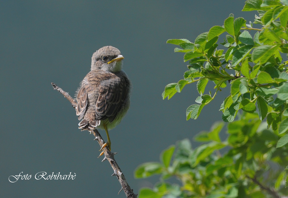 Averla piccola.....primi sguardi ....