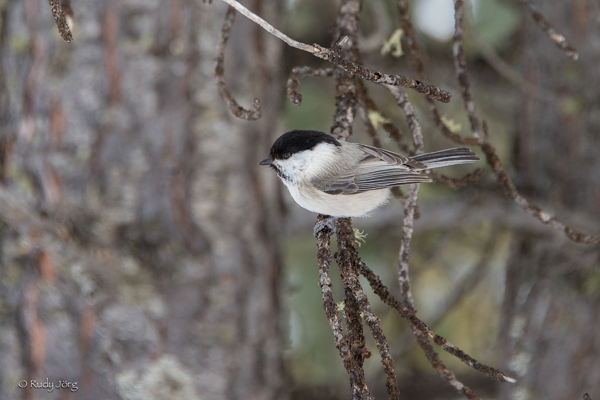 Chickadee