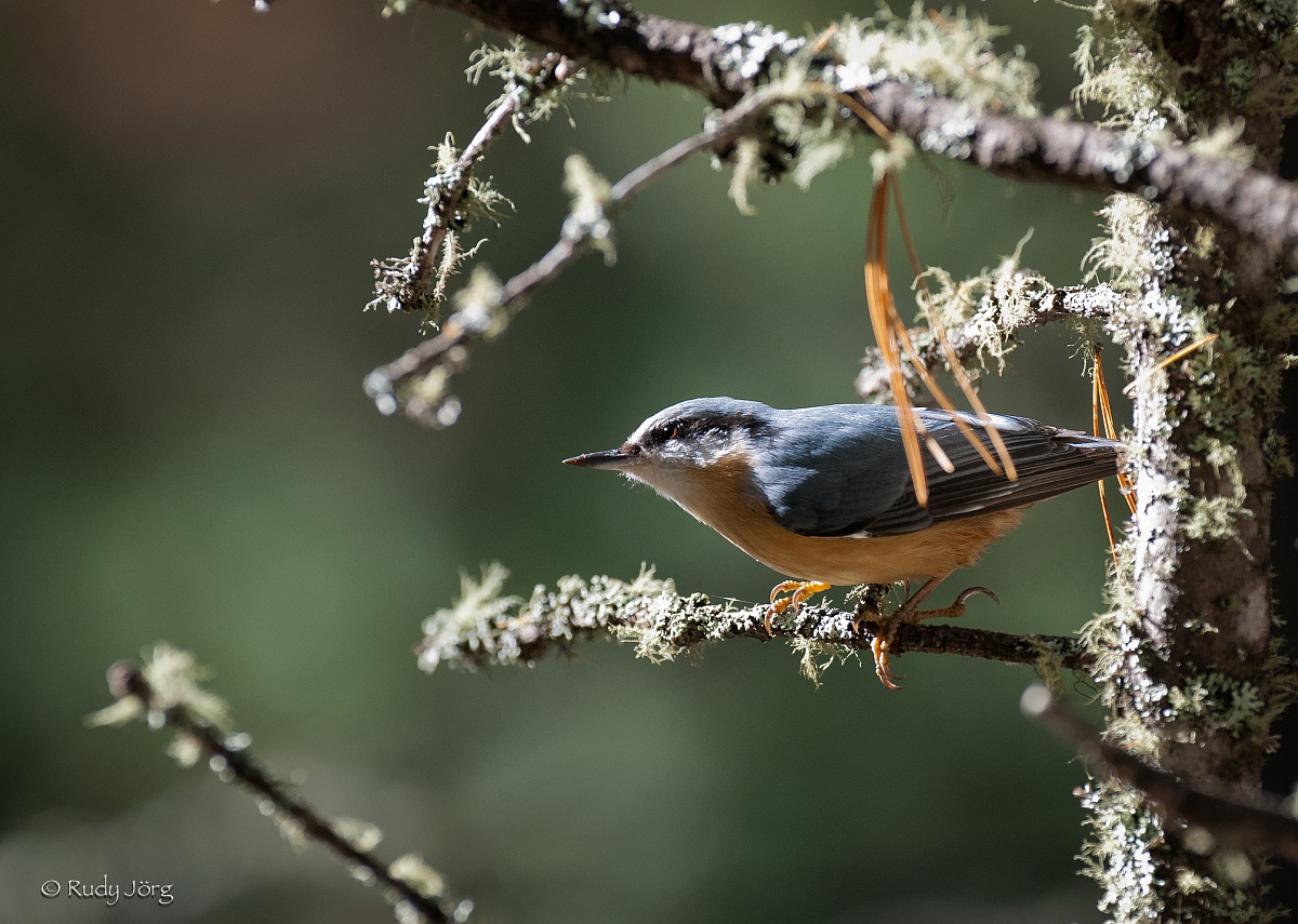 Nuthatch