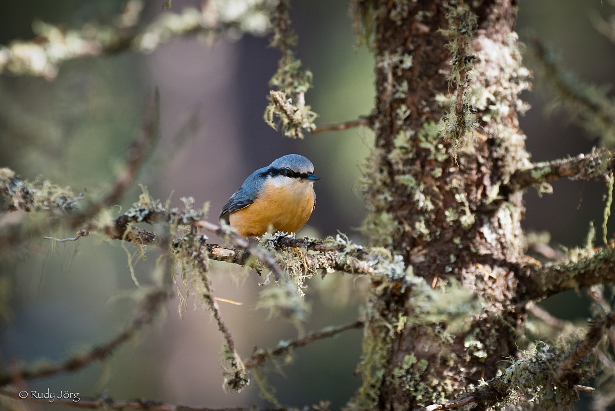 Nuthatch