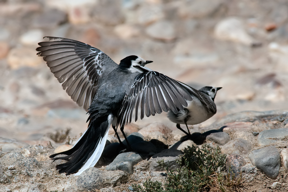Ballerina bianca  in rituale di accoppiamento