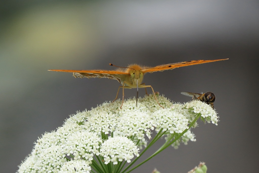 Perchè mi osservi ?