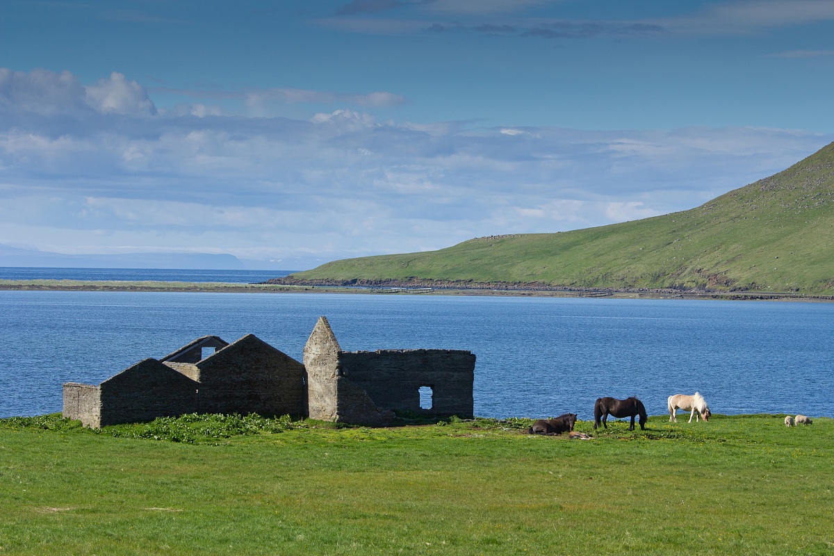 Abandoned houses with horses