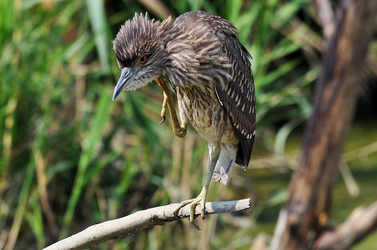 Night Heron