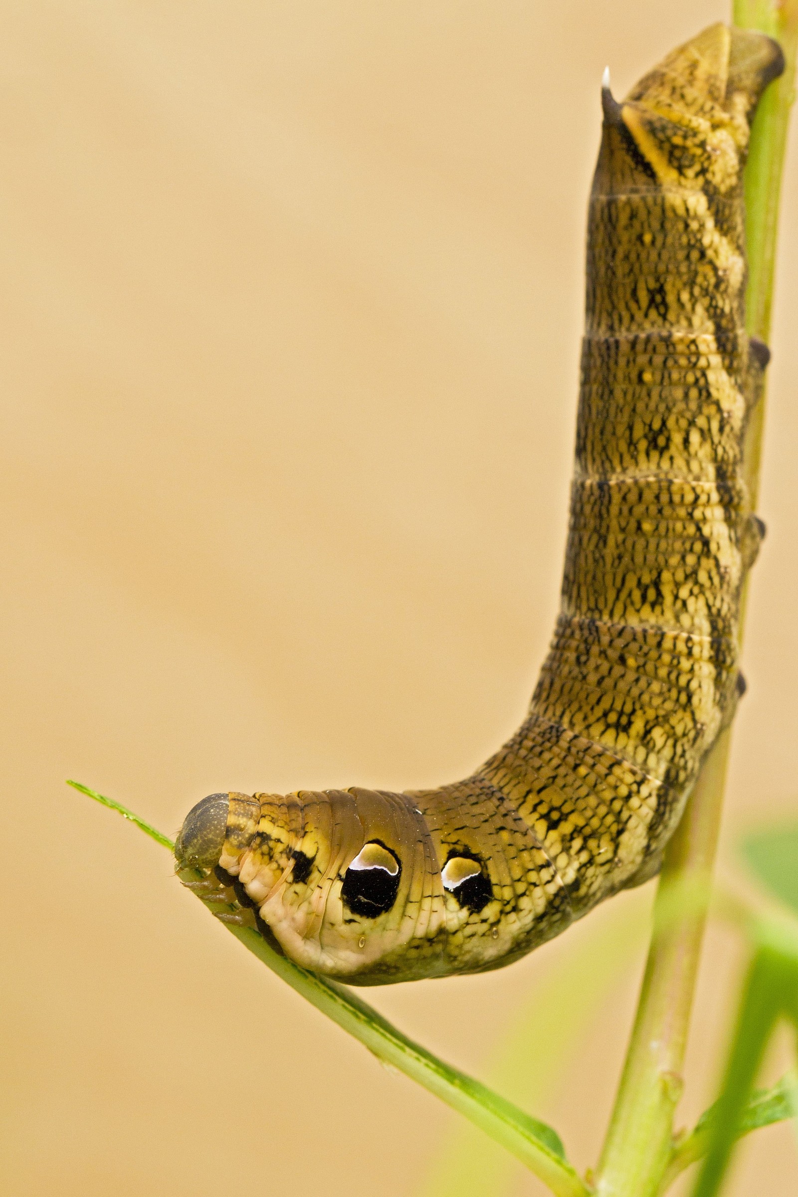 Groot avondrood (Deilephila elpenor)