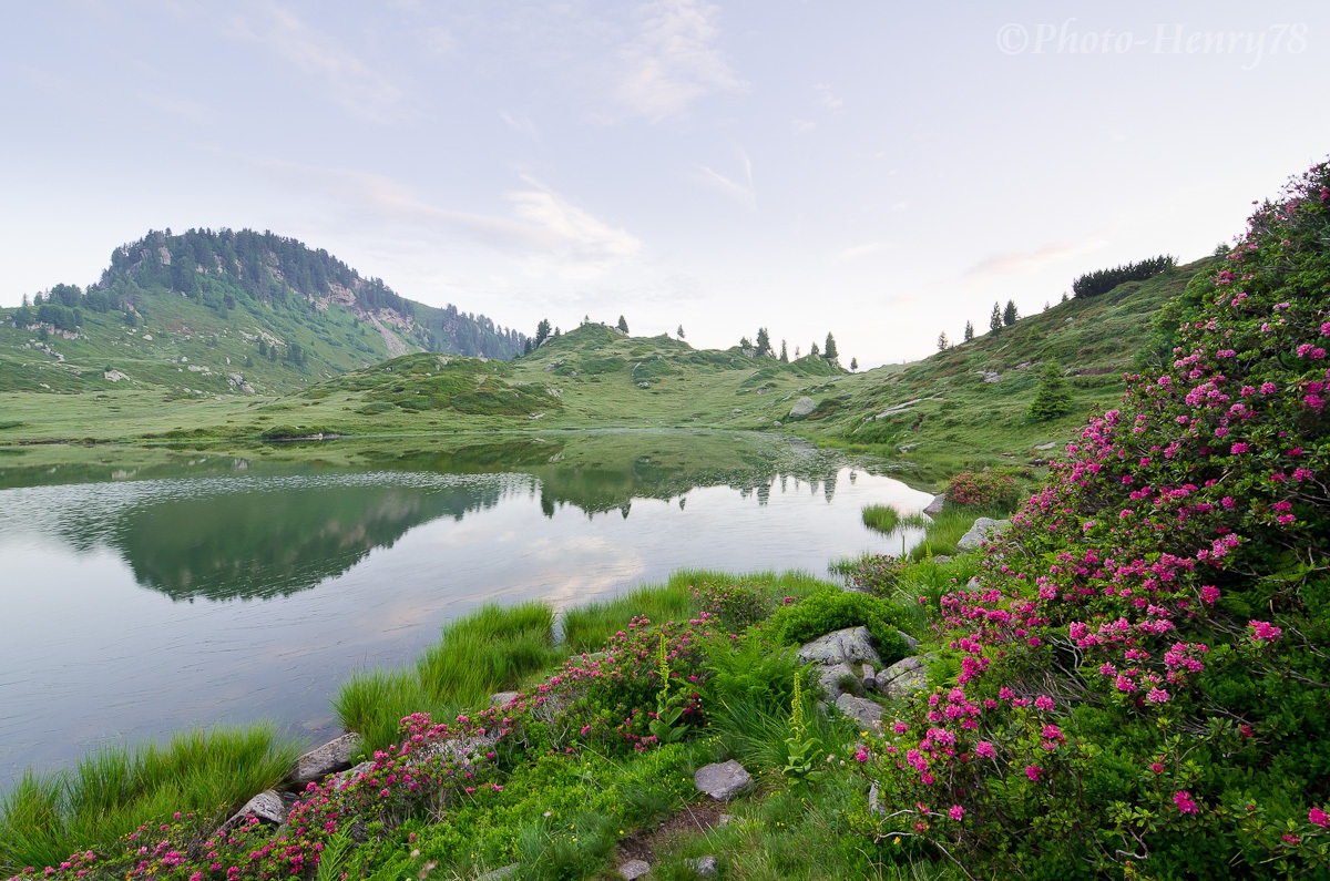 Rododendri al Lago delle Buse