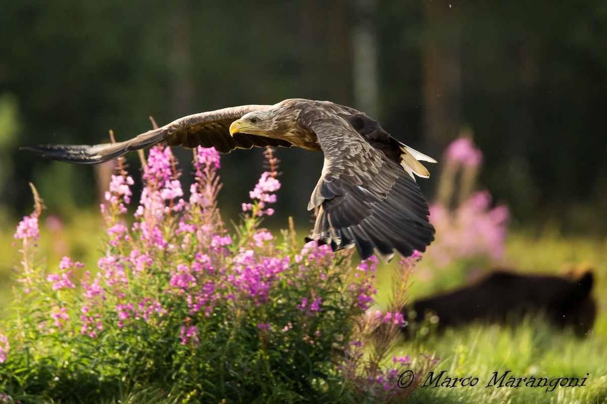 Aquila - Finland-August 2013