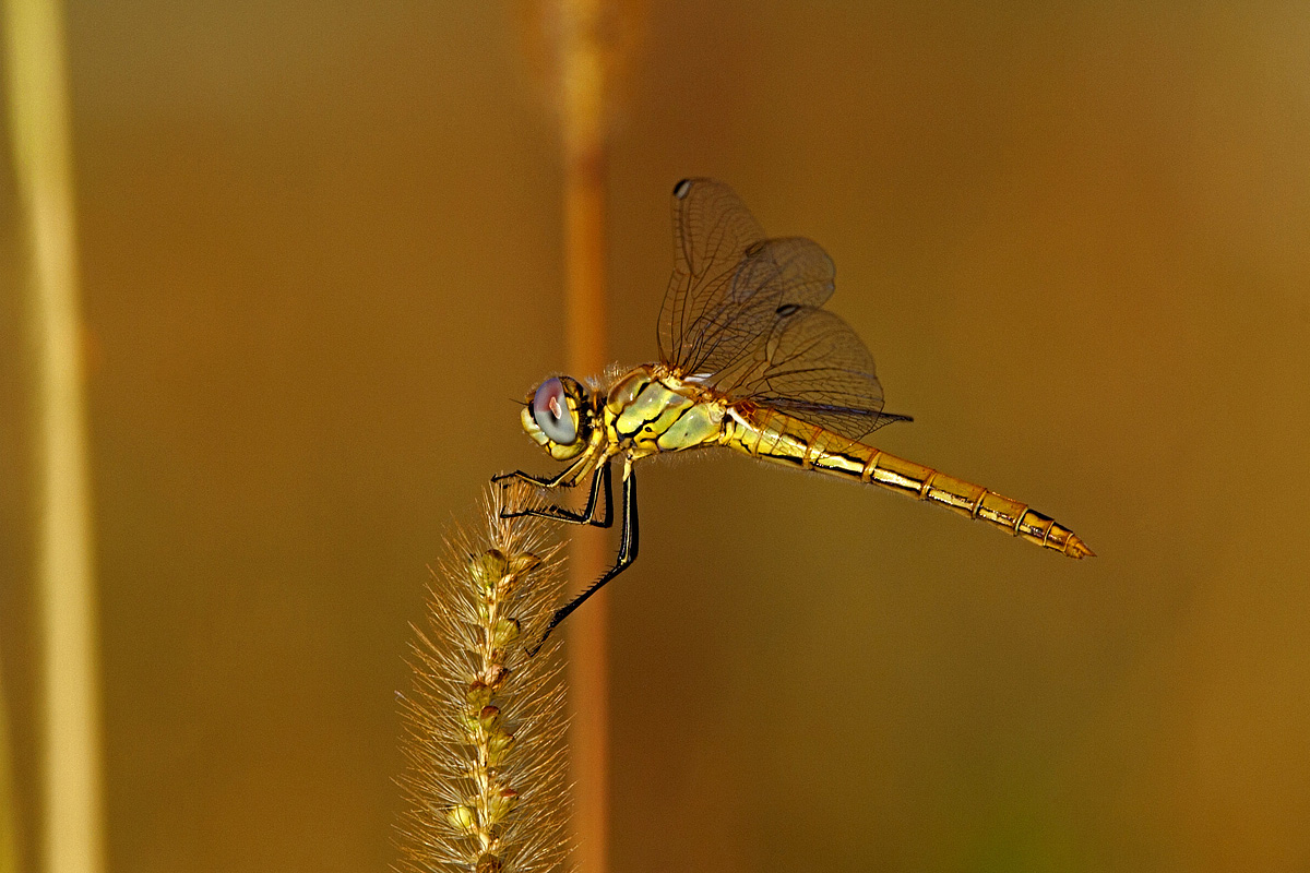 Sympetrum fonscolombii